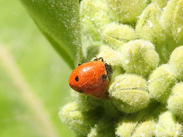 Coccinella undecimpunctata tripunctata - sziki tizenegypettyes katica