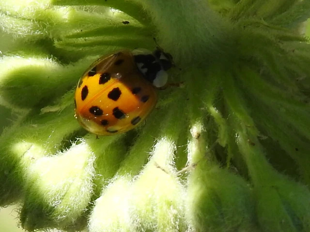 Harmonia axyridis - harlekinkatica