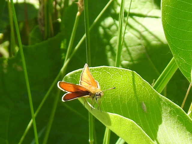 Thymelicus lineola - vonalas busalepke