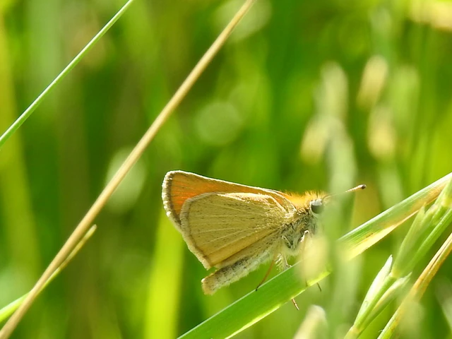 Thymelicus lineola - vonalas busalepke