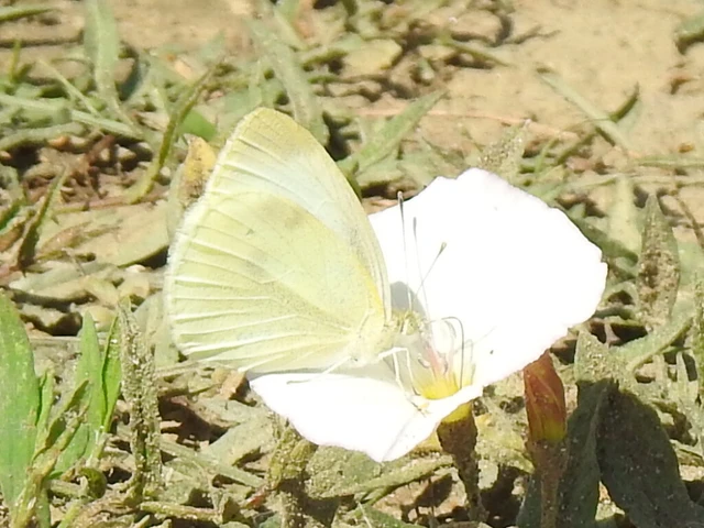 Pieris rapae - répalepke