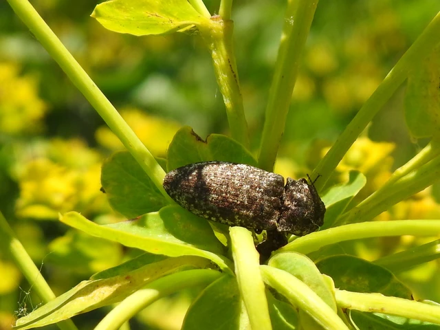 Agrypnus murinus - egérszínű pikkelyespattanó