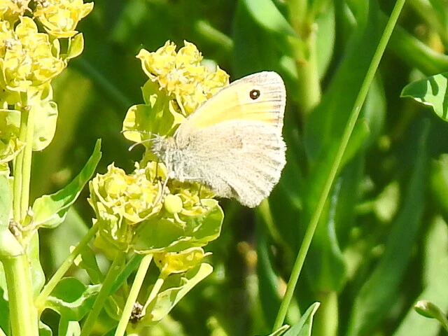 Coenonympha pamphilus - kis szénalepke