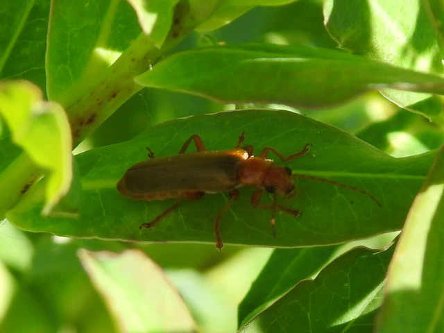 Cantharis