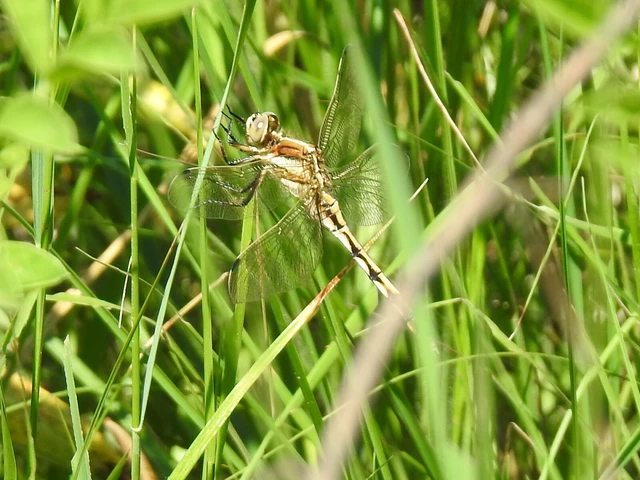 Orthetrum albistylum - fehérfarkú pásztorszitakötő
