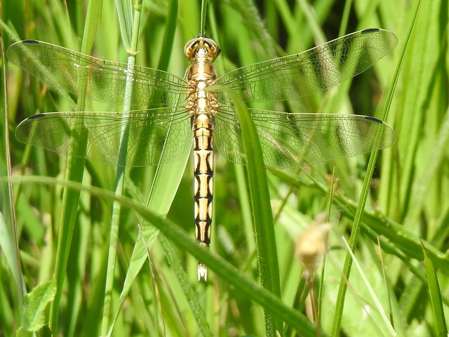Orthetrum albistylum - fehérfarkú pásztorszitakötő