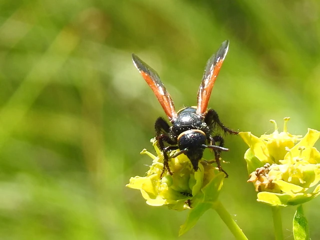 Scoliidae - tőrösdarazsak