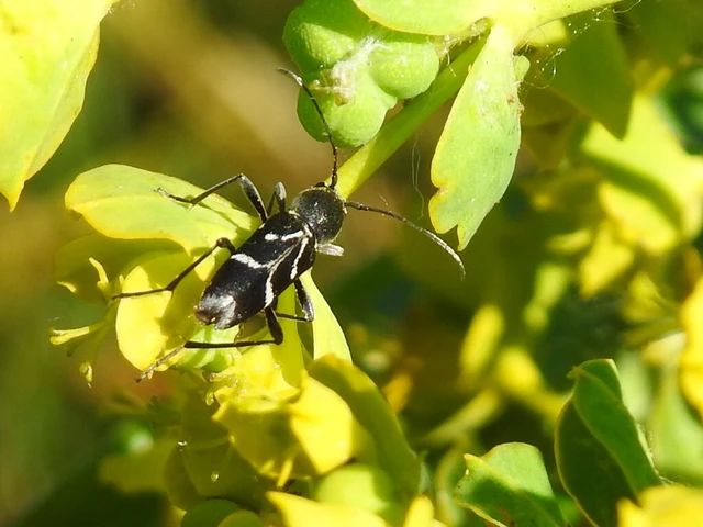 Chlorophorus sartor - feketevállú darázscincér