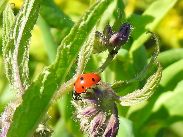 Coccinella septempunctata - hétpettyes katica
