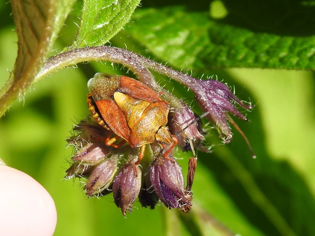 Carpocoris Carpocoris