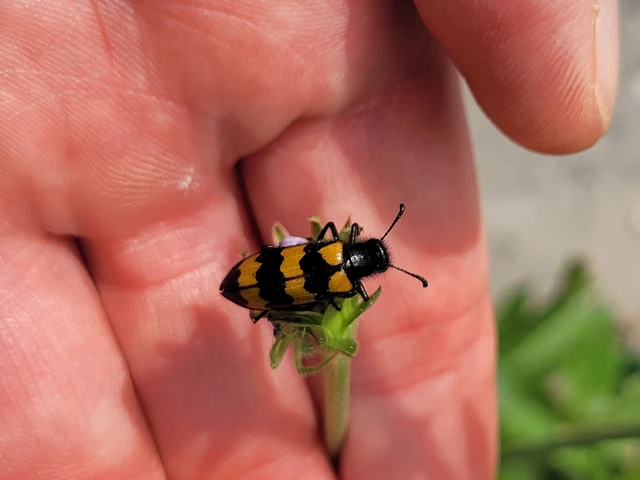 Mylabris variabilis - szalagos hólyaghúzó