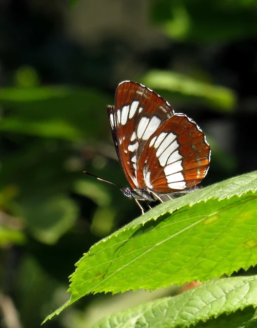 Neptis rivularis - nagy fehérsávoslepke
