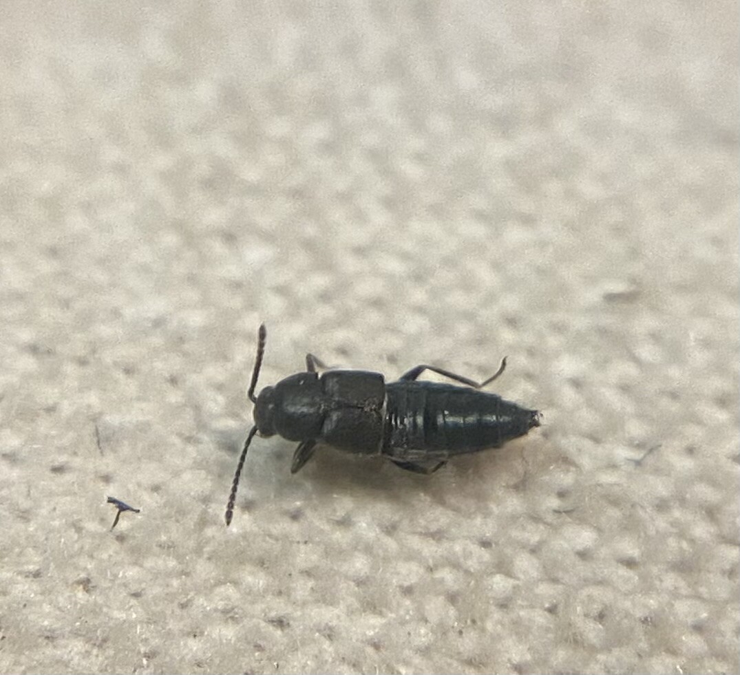 Brachyusa concolor - egyszínű cingárholyva