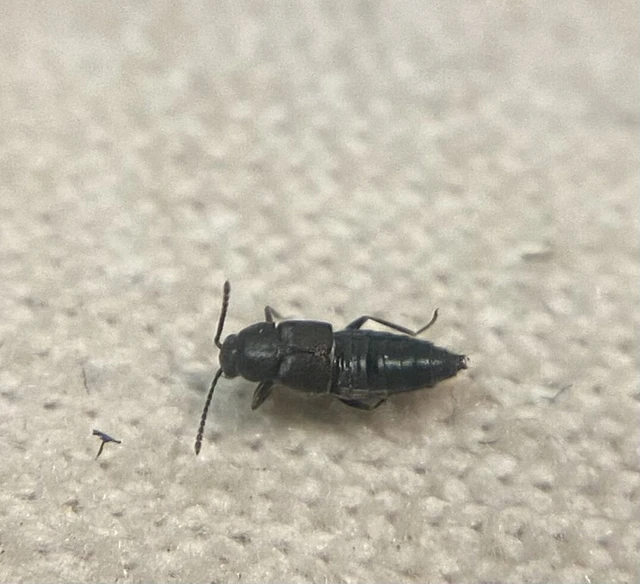 Brachyusa concolor - egyszínű cingárholyva