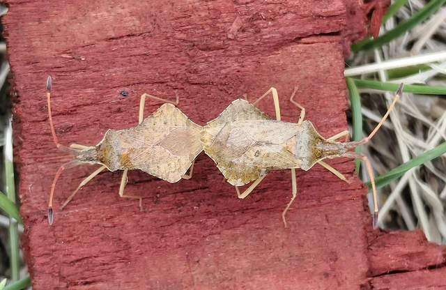 Syromastus rhombeus - vitorlás karimáspoloska