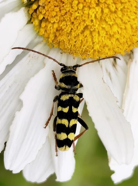 Echinocerus floralis - lucerna-darázscincér