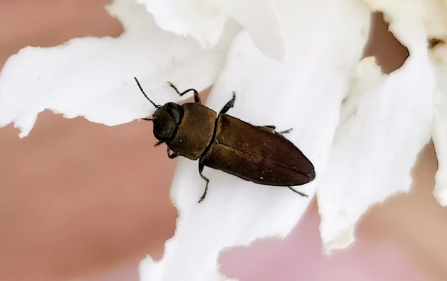 Anthaxia millefolii - cickafark-virágdíszbogár