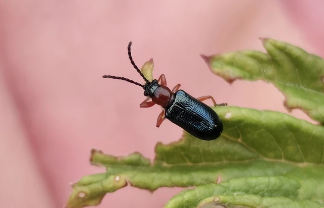 Oulema melanopus/duftschmidi
