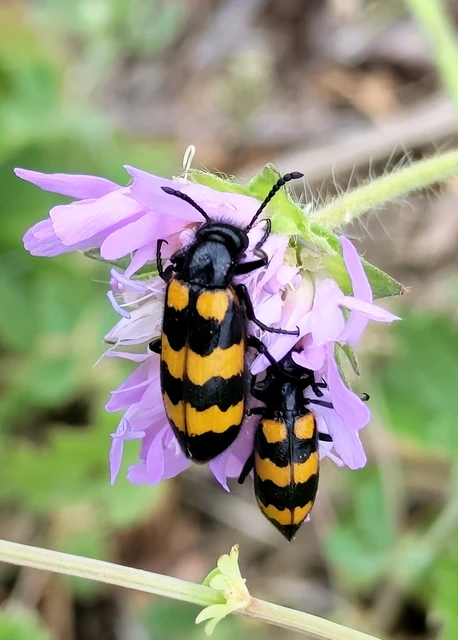 Mylabris variabilis - szalagos hólyaghúzó