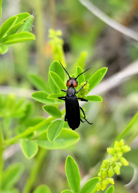 Epicauta rufidorsum - hollóbogár