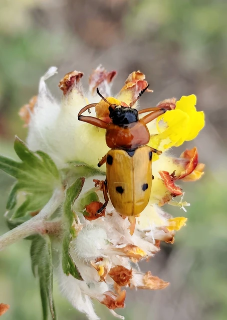 Tituboea macropus - dárdahere-zsákhordóbogár