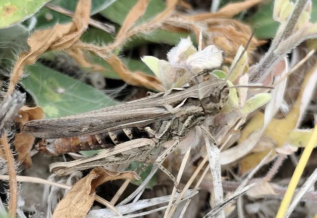 Chorthippus (Glyptobothrus) (subgenus) Chorthippus (Glyptobothrus) (subgenus)