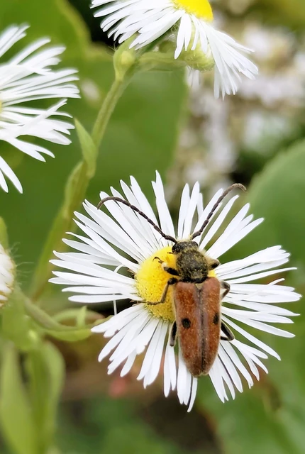 Vadonia unipunctata - kétpettyes virágcincér