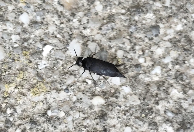 Mordellidae - marókafélék