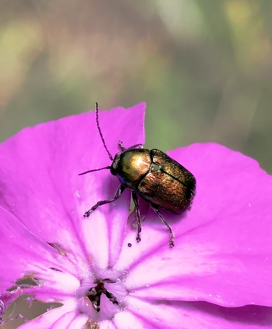 Cryptocephalus