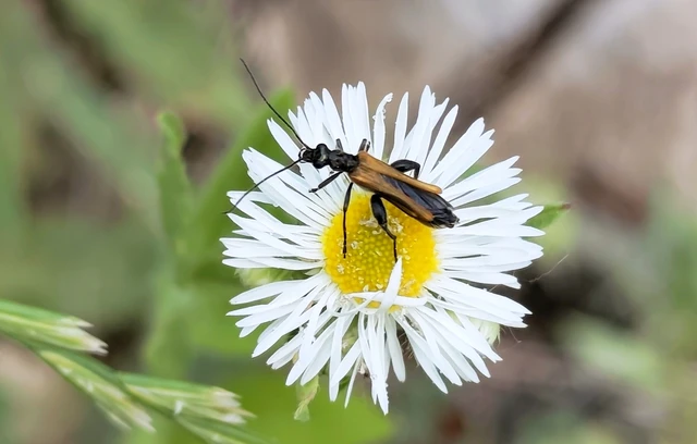 Oedemera femorata - sárgahátú álcincér