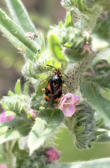 Deraeocoris