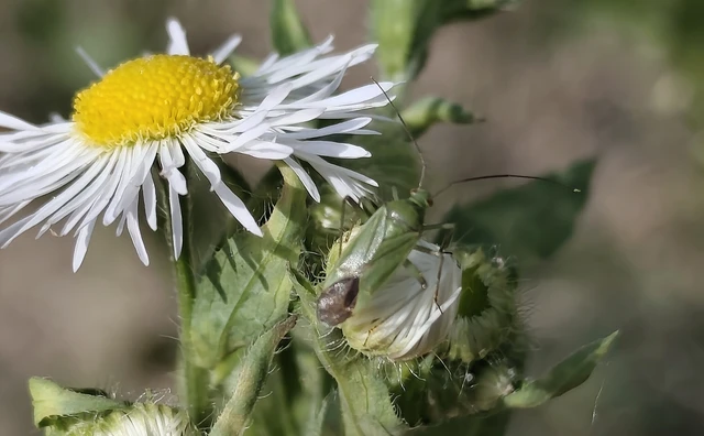 Miridae - mezeipoloskák