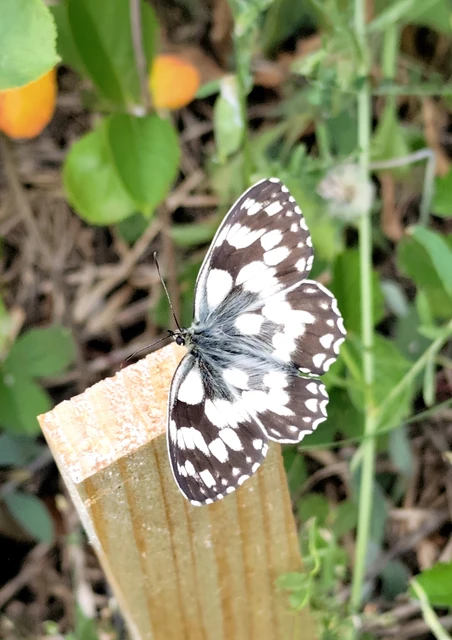 Melanargia galathea - sakktáblalepke