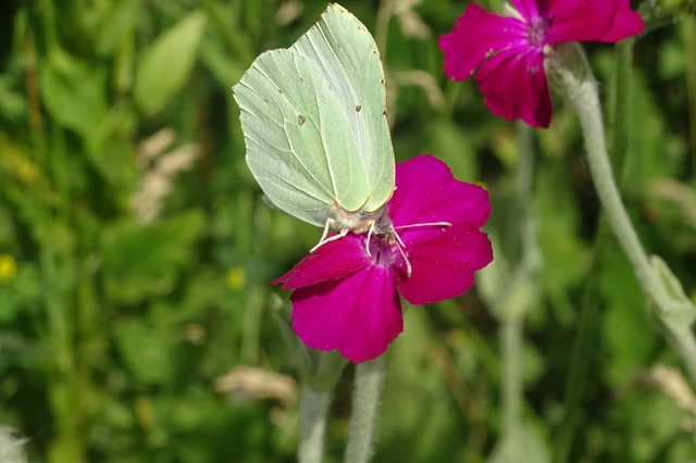 Gonepteryx rhamni - citromlepke