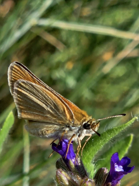 Thymelicus lineola - vonalas busalepke