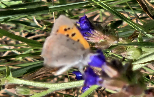 Lycaena phlaeas - közönséges tűzlepke Lycaena phlaeas - közönséges tűzlepke