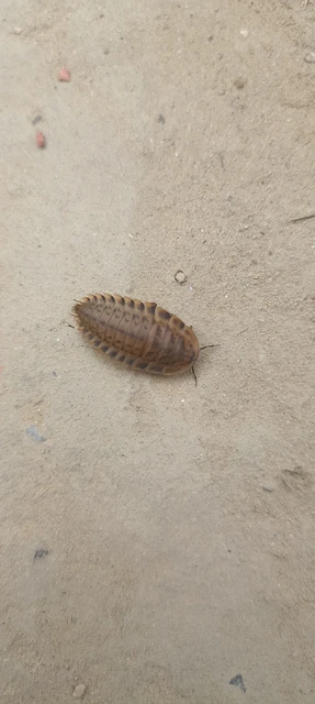 Silphidae - dögbogárfélék