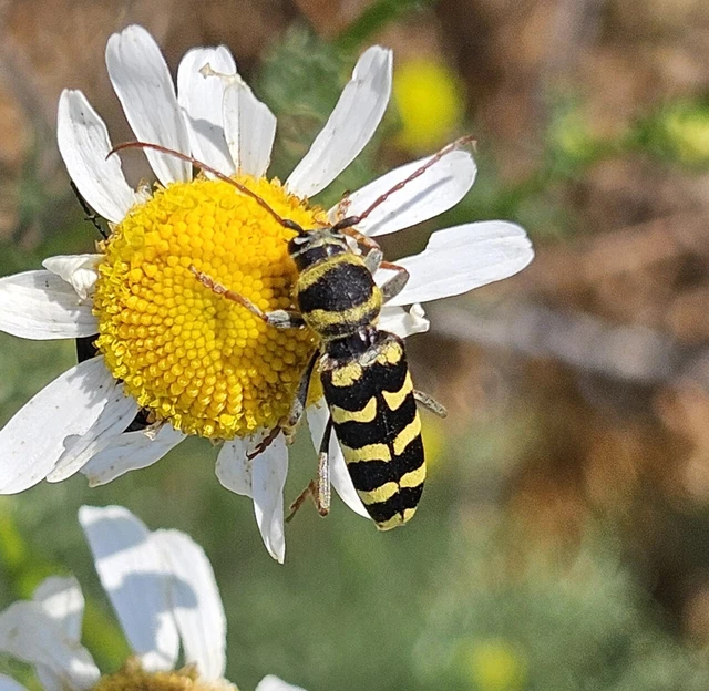 Echinocerus floralis - lucerna-darázscincér