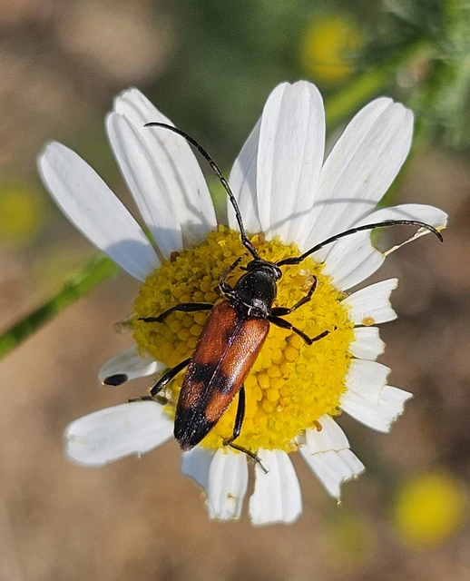 Stenurella bifasciata - kétöves karcsúcincér