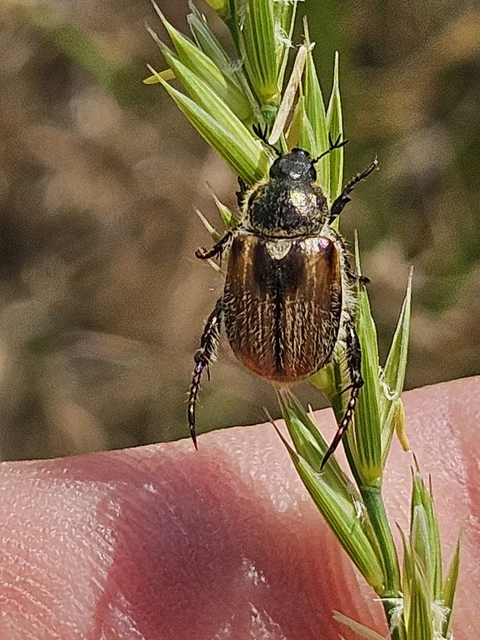 Chaetopteroplia segetum - rozsszipoly