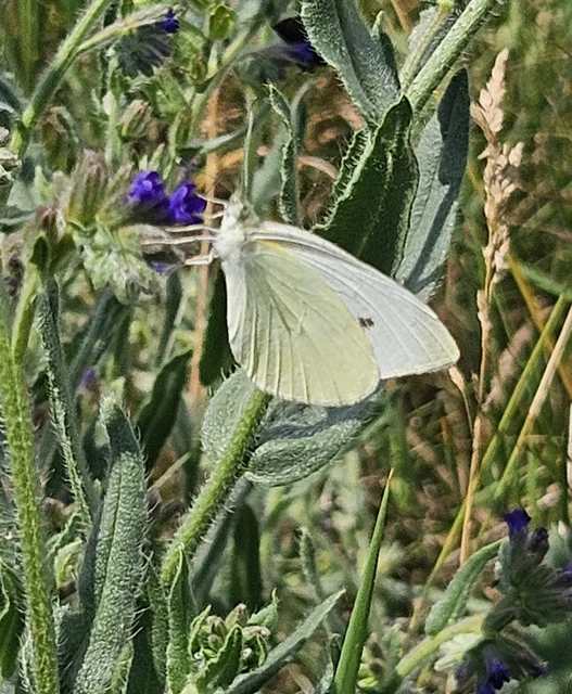 Pieris rapae - répalepke