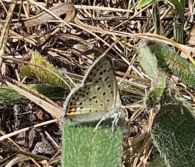 Lycaena tityrus - barna tűzlepke