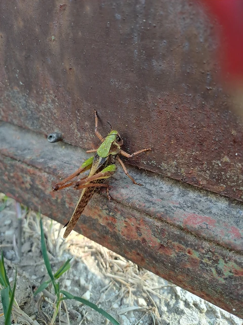 Decticus verrucivorus - szemölcsevő szöcske Decticus verrucivorus - szemölcsevő szöcske