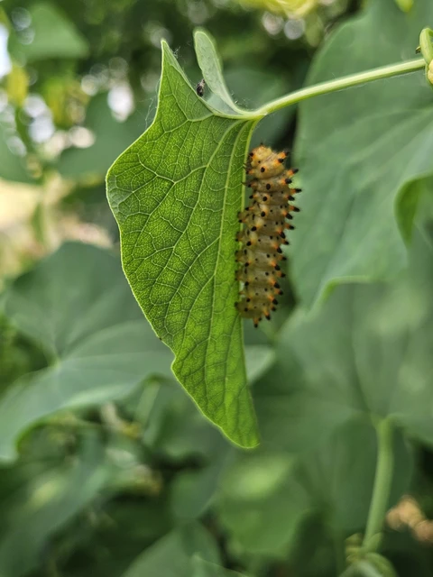 Zerynthia polyxena - farkasalmalepke