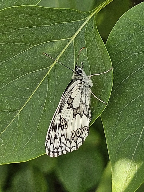Melanargia galathea - sakktáblalepke