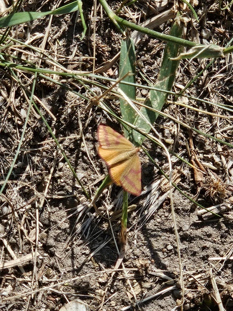 Lythria purpuraria - bíborsávos araszoló