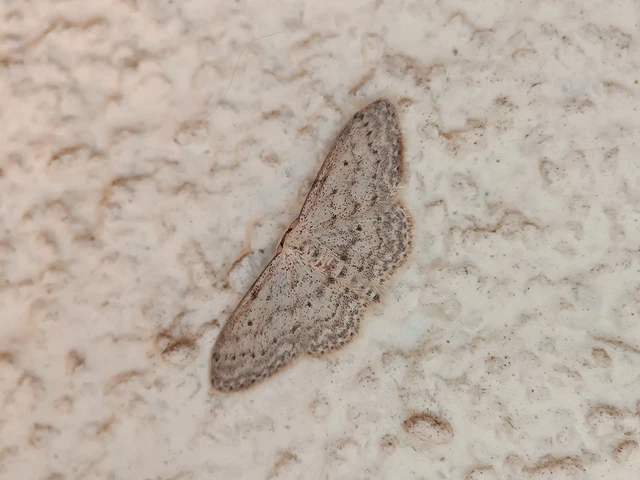 Idaea seriata - szürke apróaraszoló