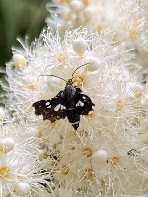 Thyris fenestrella - gyakori ablakosmoly