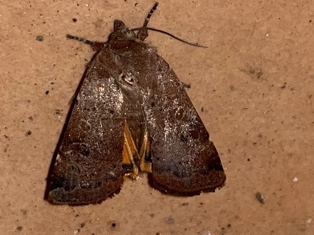 Noctua comes - kis sárgafűbagoly
