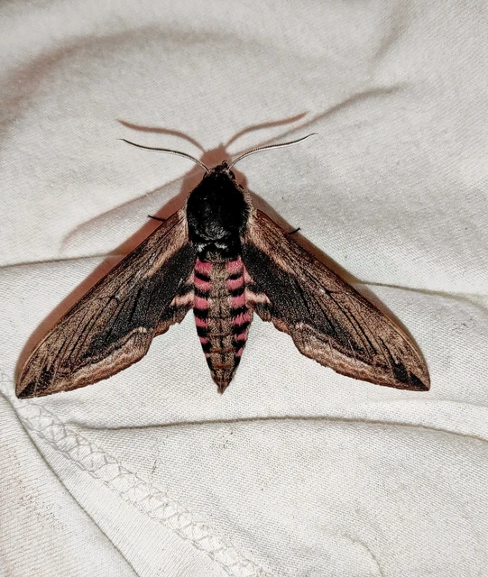 Sphinx ligustri - fagyalszender